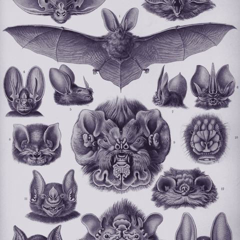 Bats: plate from Ernst Haeckel, Kunstformen der Natur, 1904